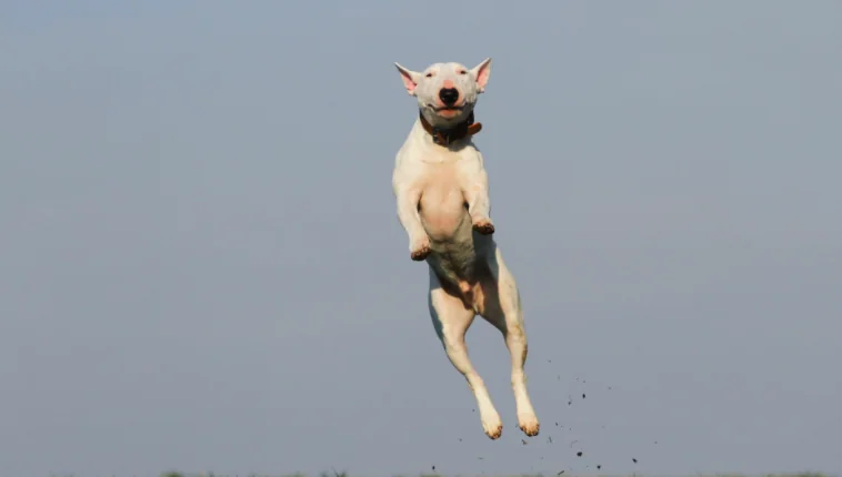 Come conoscere davvero il tuo cane